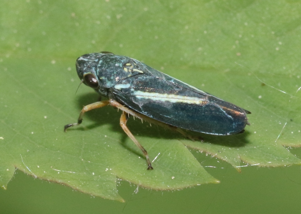 Graphocephala lugubris