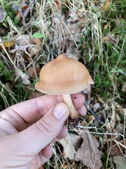 Rhodocollybia