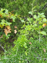 Forestiera ligustrina