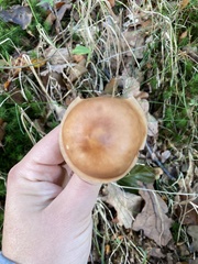 Rhodocollybia