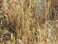 Dactylis glomerata hispanica