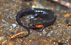 Desmognathus imitator