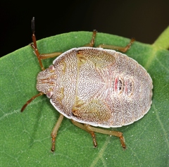Piezodorus lituratus
