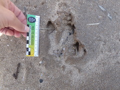 Hydrochoerus hydrochaeris