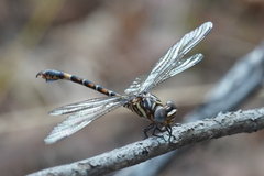 Paragomphus cognatus