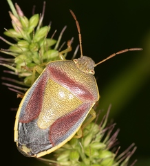 Piezodorus lituratus