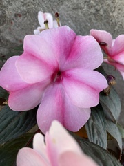 Impatiens hawkeri