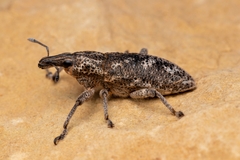 Cyphocleonus testatus