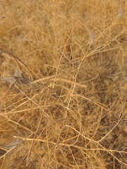 Cycloloma atriplicifolium