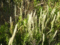 Dactylis glomerata hispanica