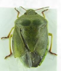 Piezodorus lituratus