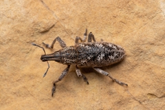 Cyphocleonus testatus