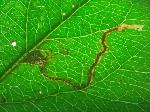 Ectoedemia atricollis