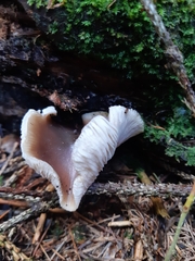 Rhodocollybia asema