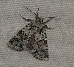 Lacinipolia implicata