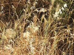 Carduus pycnocephalus