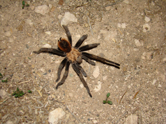 Aphonopelma chalcodes