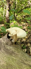 Volvariella bombycina