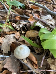 Rhodocollybia