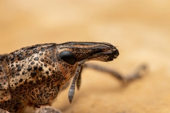 Cyphocleonus testatus