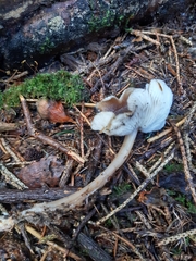 Rhodocollybia asema