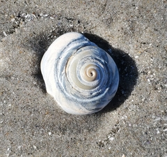 Neverita duplicata