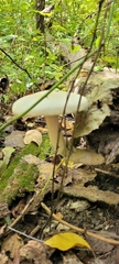 Volvariella bombycina