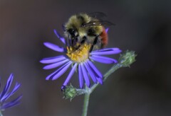 Bombus centralis