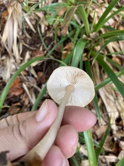 Rhodocollybia