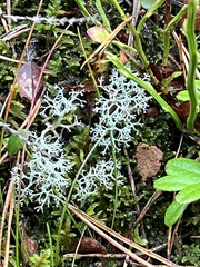 Cladonia stellaris