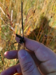 Schoenoplectus pungens