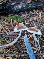 Rhodocollybia asema