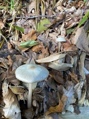 Rhodocollybia