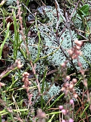 Cladonia stellaris
