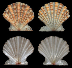 Excellichlamys spectabilis