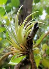 Tillandsia ionantha
