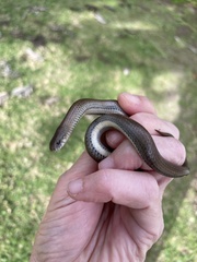 Duberria lutrix