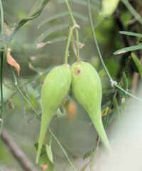 Funastrum cynanchoides