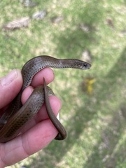 Duberria lutrix