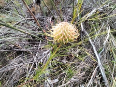 Leucospermum lineare
