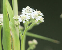 Verbesina microptera