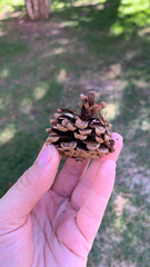 Pinus