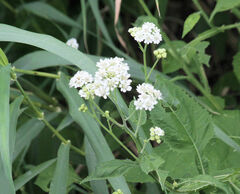 Verbesina microptera