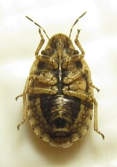 Sciocoris cursitans