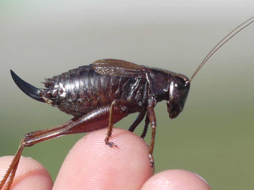 Burr's Wide-winged Bush-cricket