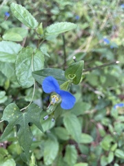 Commelina communis