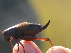 Metrioptera