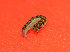 Oreana unicolorella