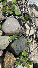 Oedipodinae