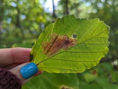 Cameraria hamameliella